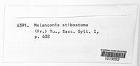 Melanconis stilbostoma image